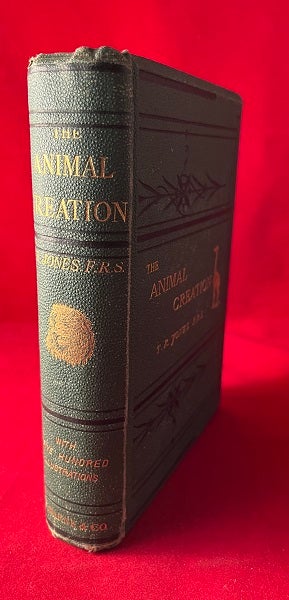 Item #6037 The Animal Creation: A Popular Introduction to Zoology. Thomas Rymer JONES.